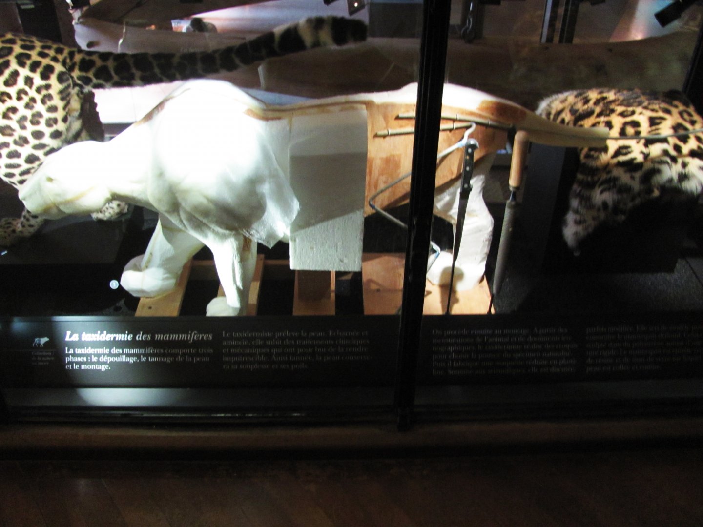 How To Mount A Leopard Part 4