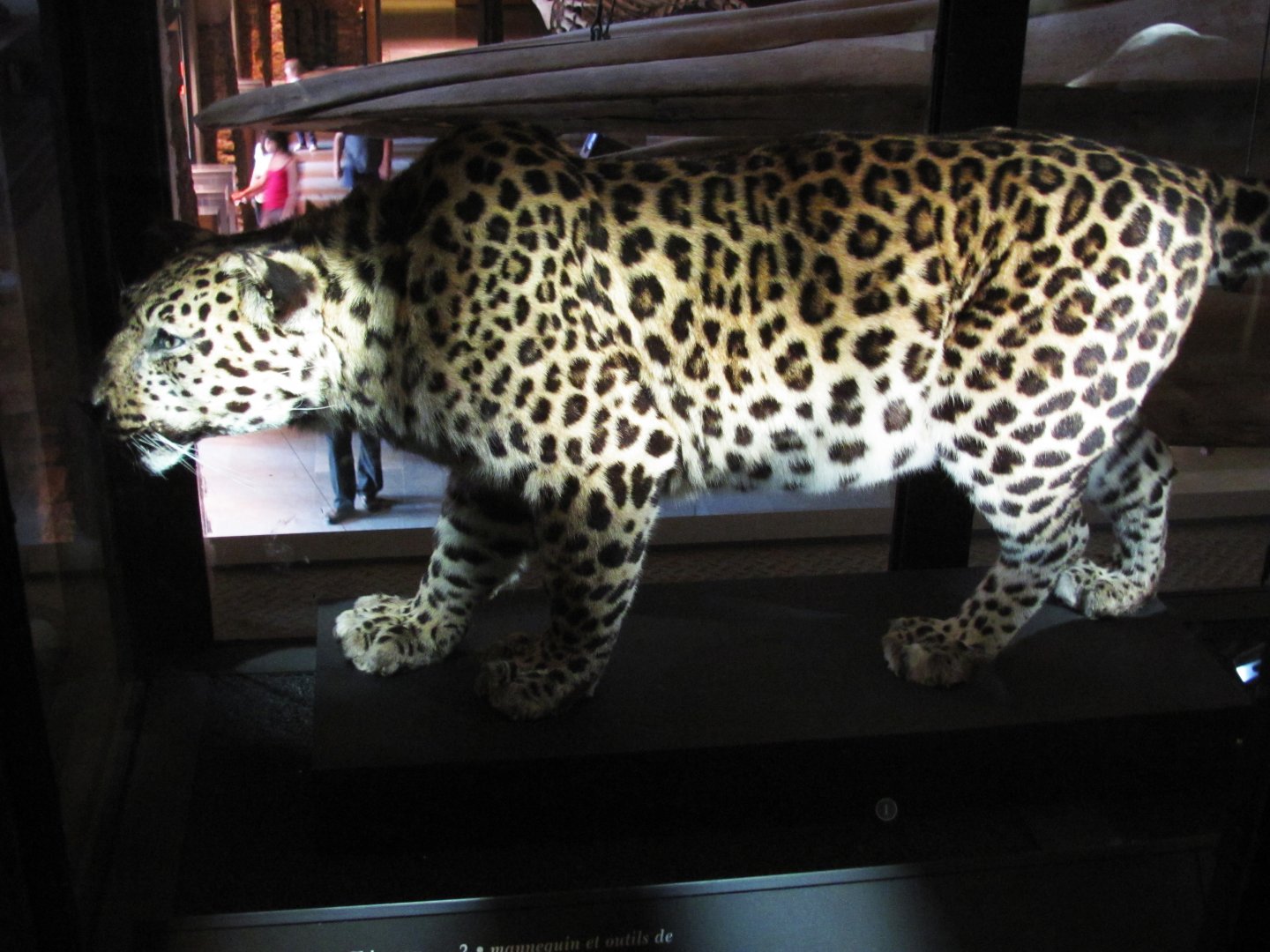 How To Mount A Leopard Part 5