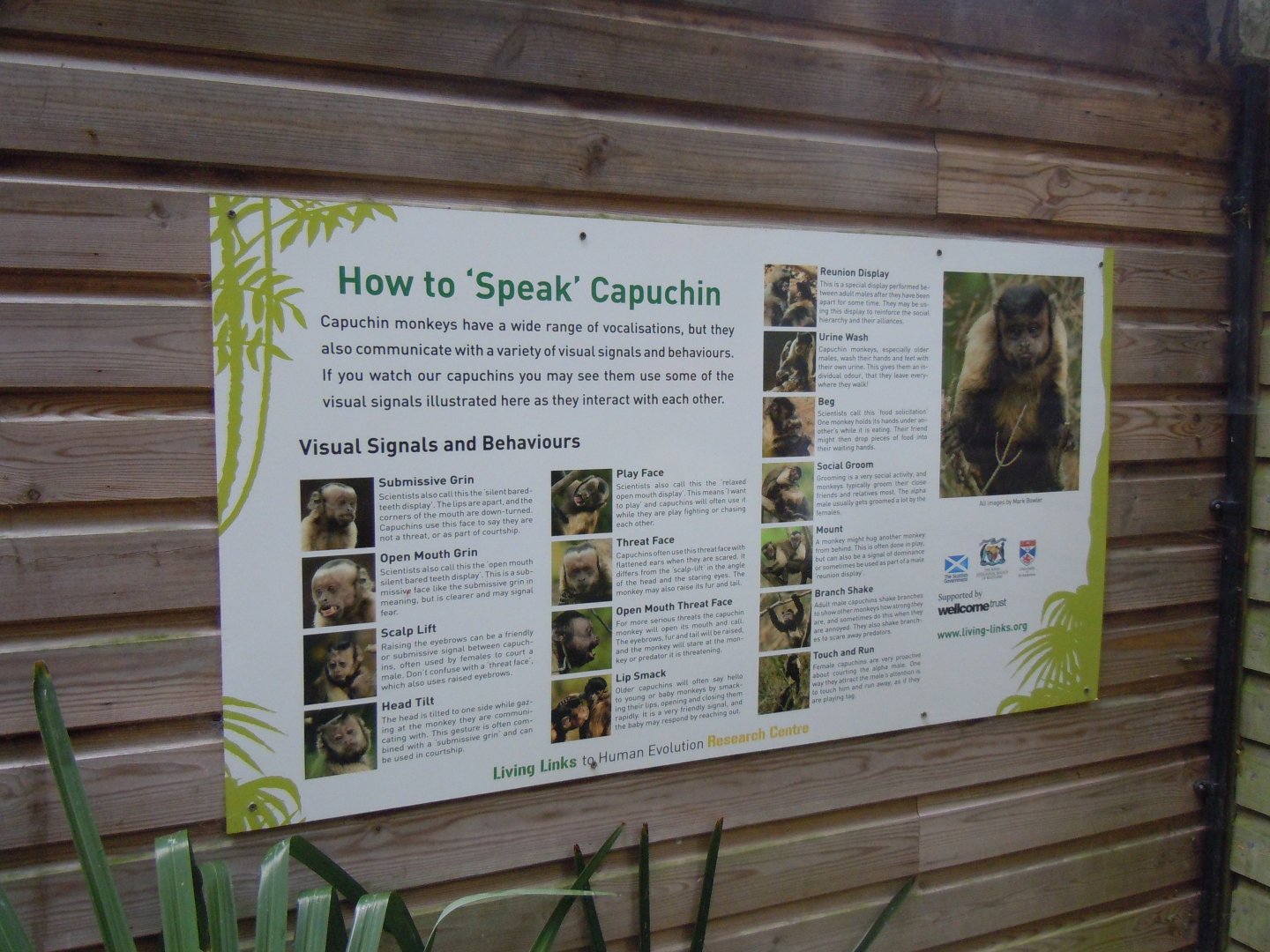 How to speak capuchin 050820