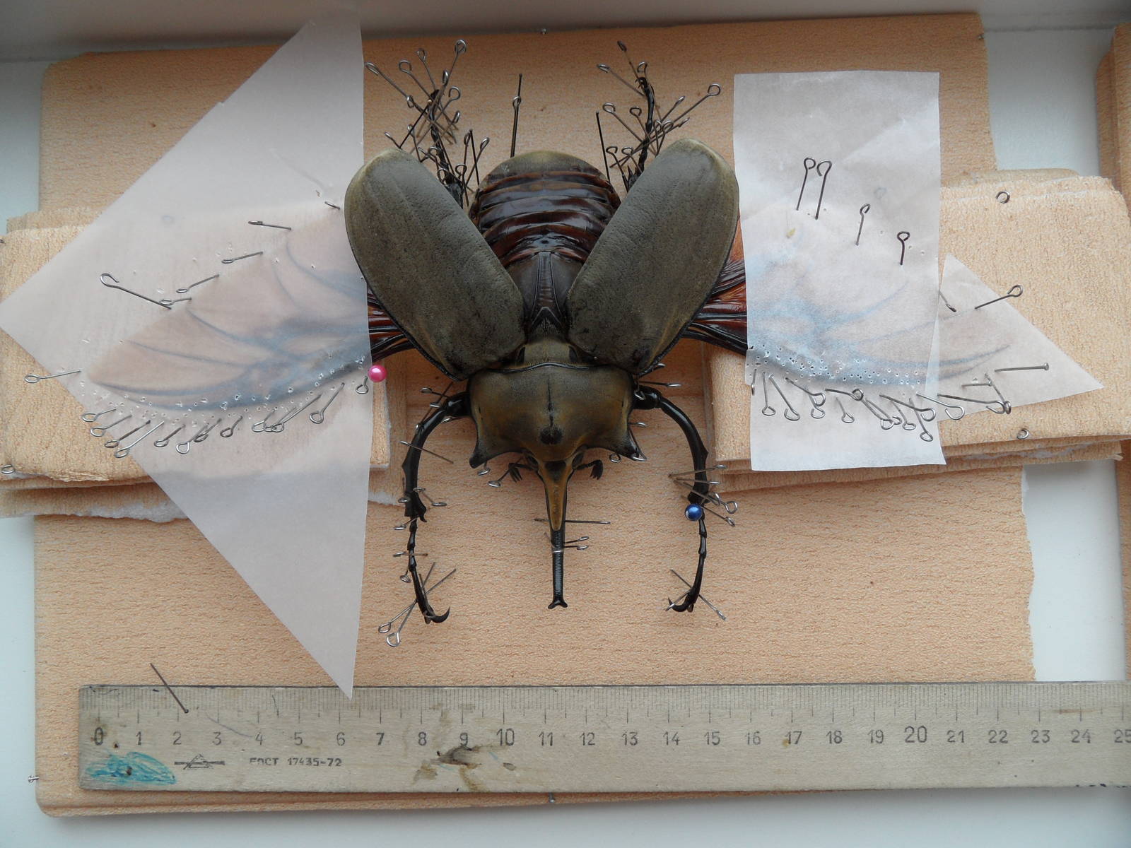 How to spread your Elephant beetle!