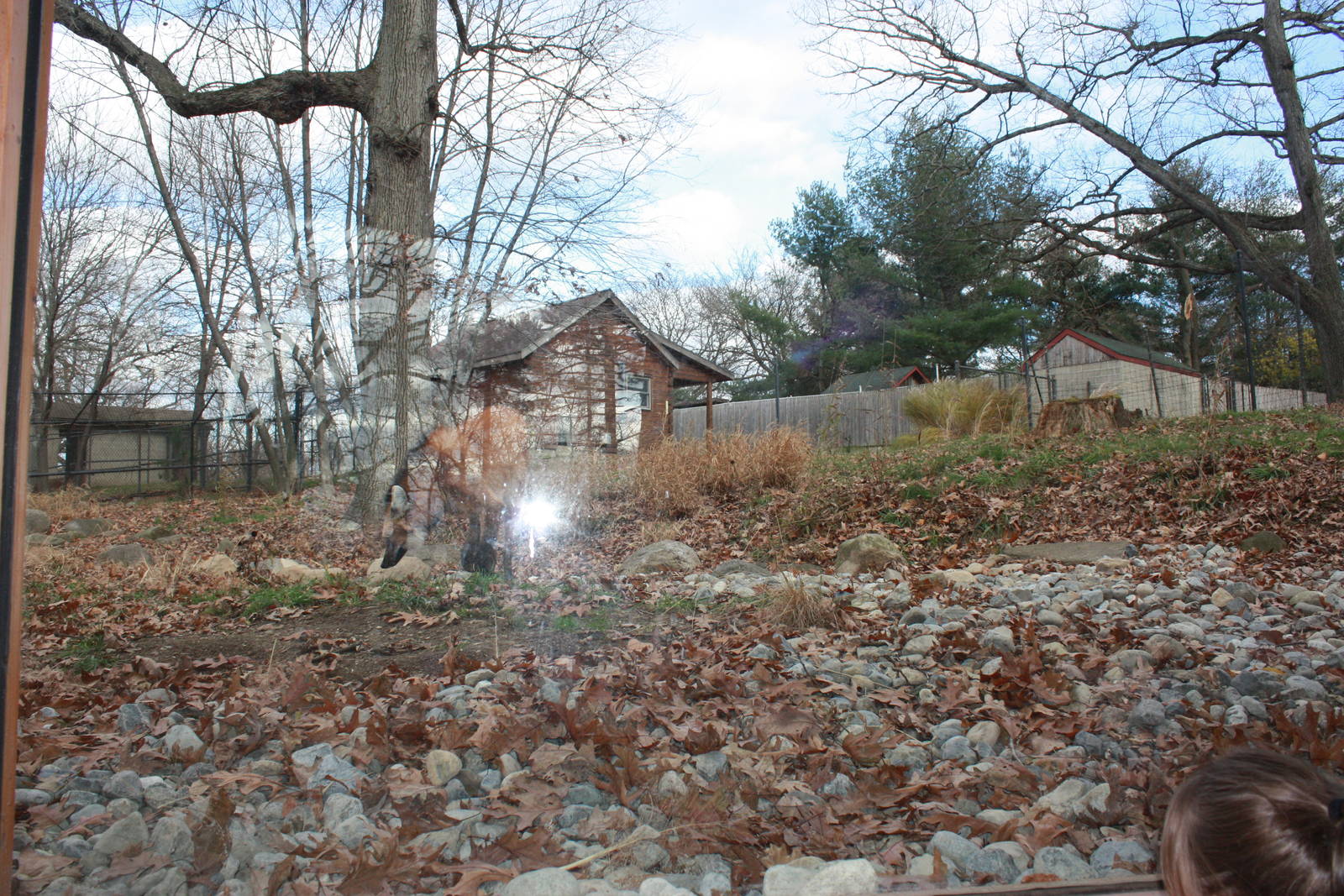 How to View a Maned Wolf