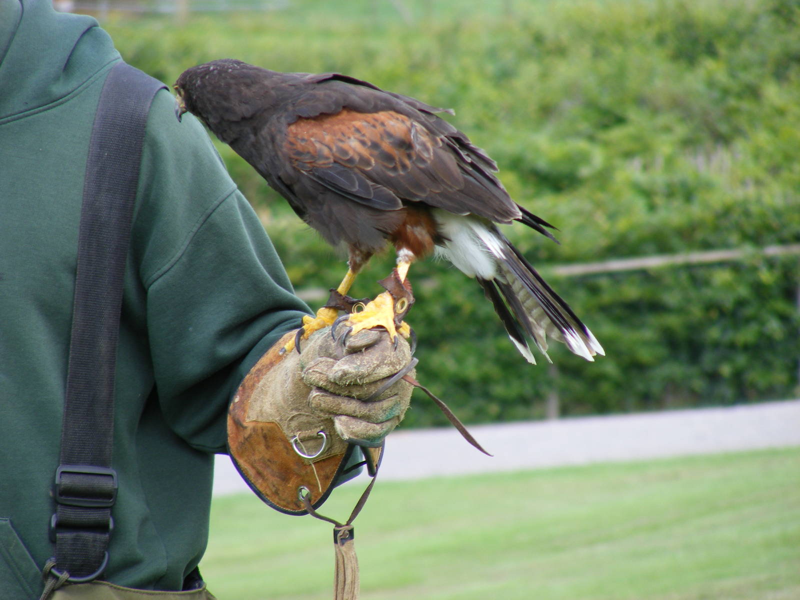 Howard the harris hawk at Noah's Ark Zoo Farm, 31 July 2010