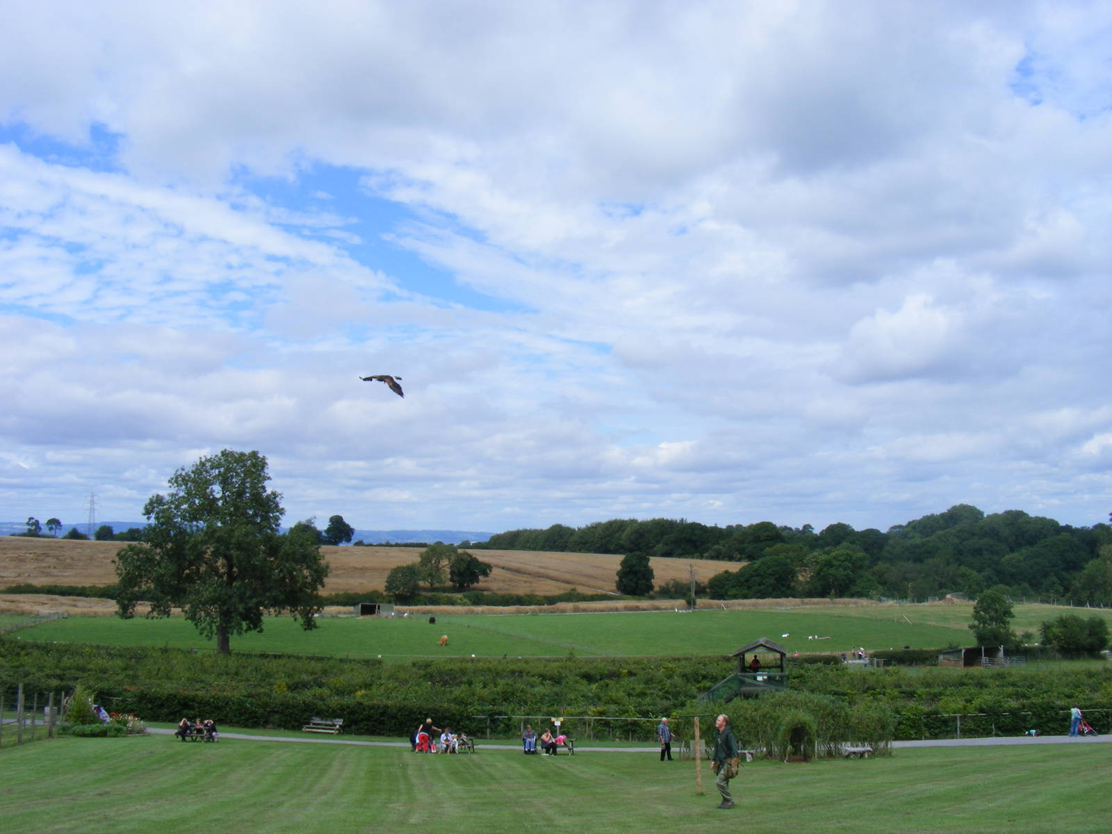 Howard the harris hawk at Noah's Ark Zoo Farm, 31 July 2010