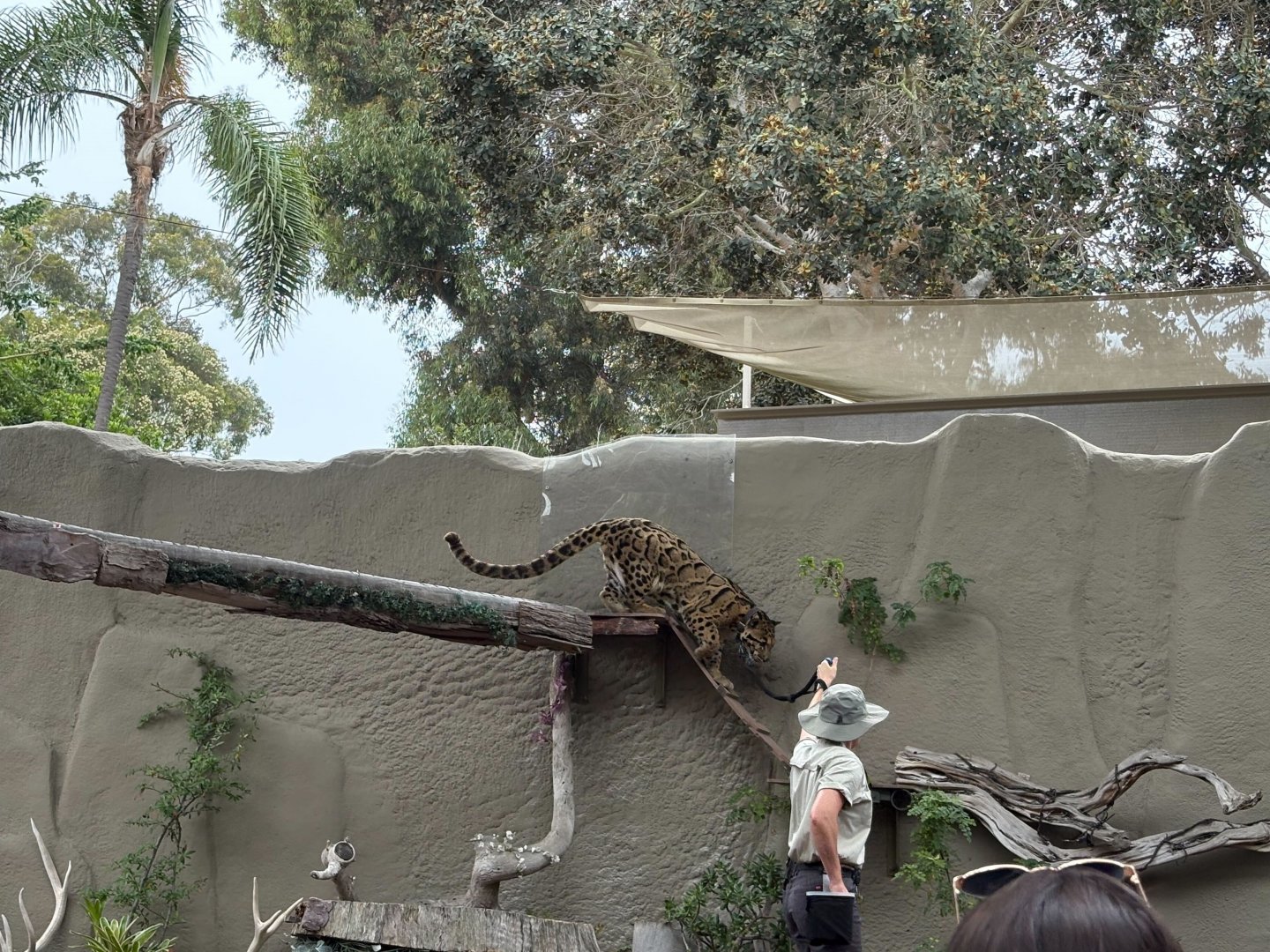 Howie San - Ambassador Clouded Leopard