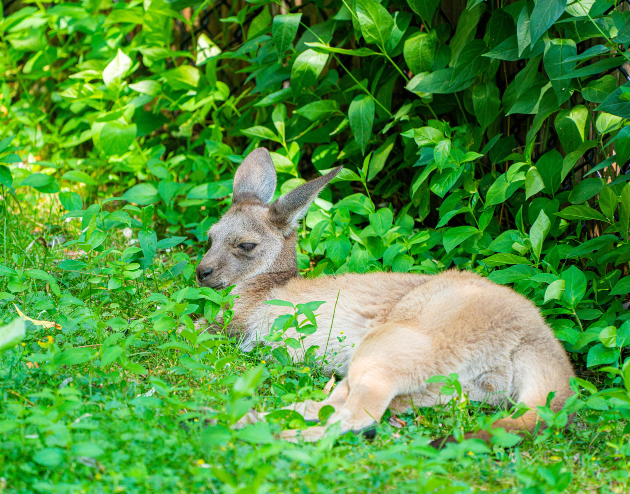 Howie the male joey Western Grey Kangaroo