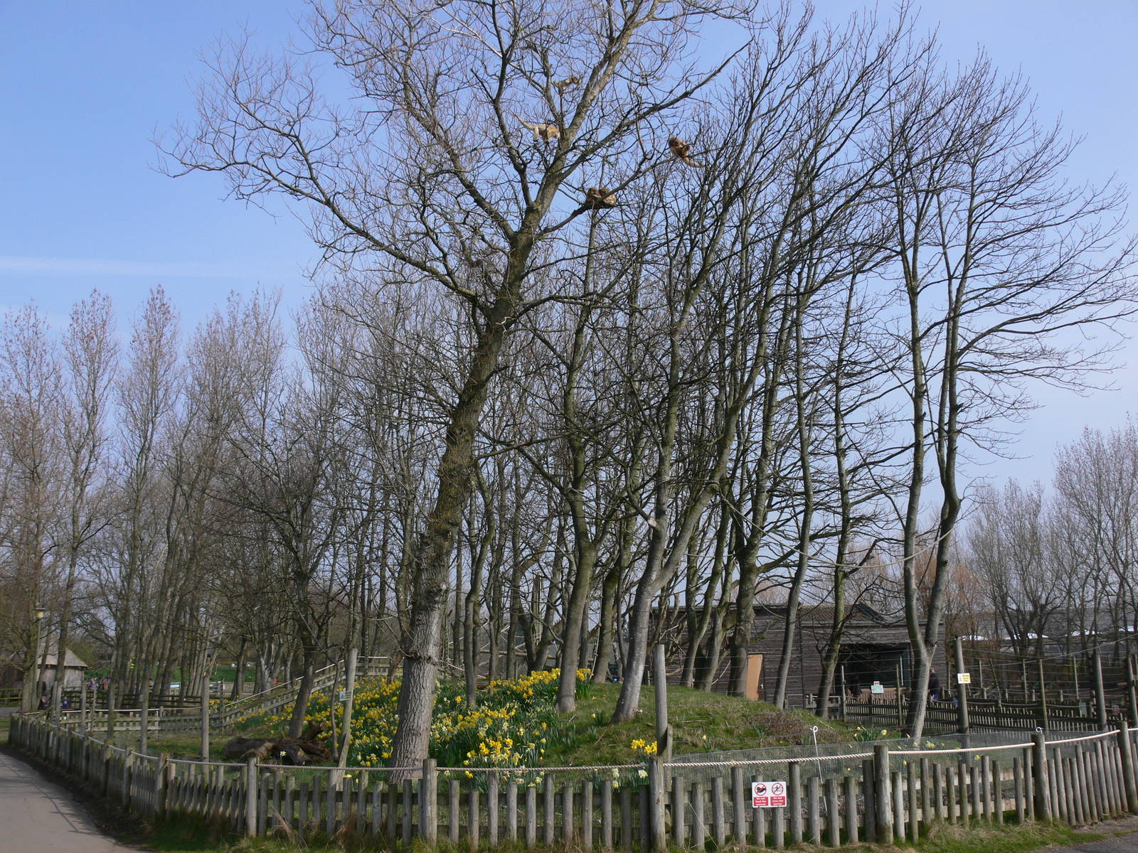 Howler Exhibit at Blackpool Zoo, 30/03/14