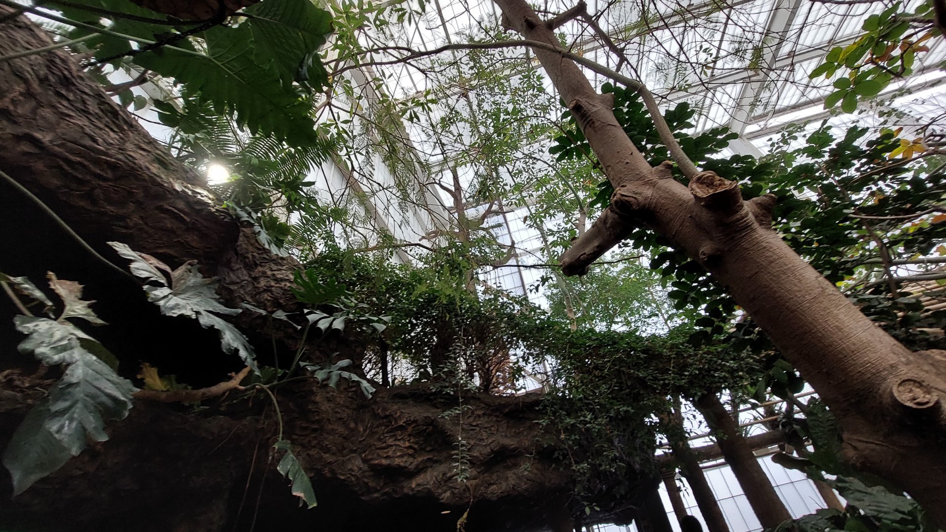 Howler Heights- Columbian Red Howler Monkey Exhibit