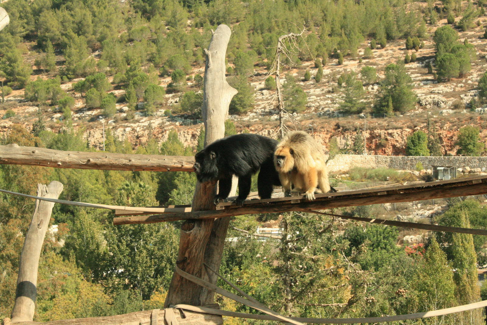 howler momkeys- male and a female