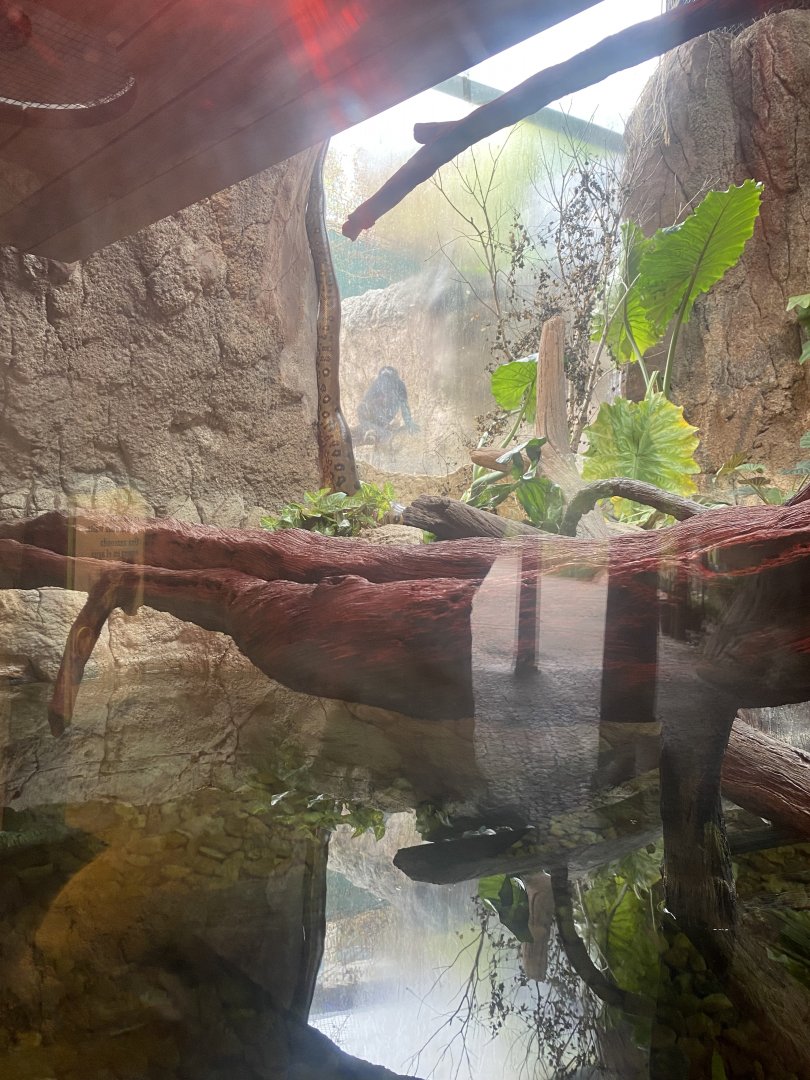 Howler Monkey and Anaconda