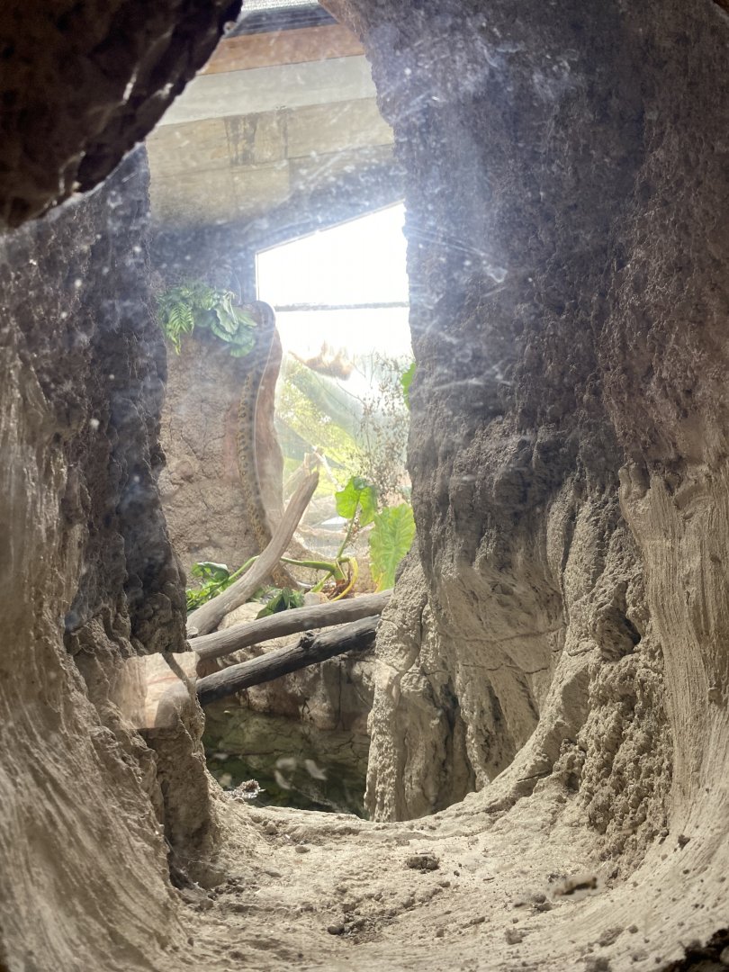 Howler Monkey and Anaconda