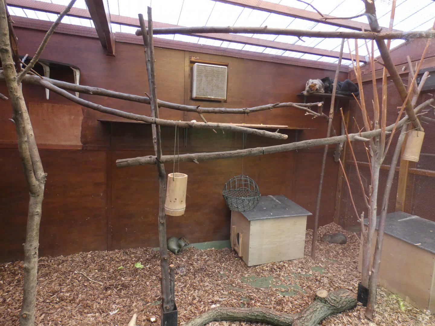 Howler Monkey and Azara's Agouti indoor enclosure