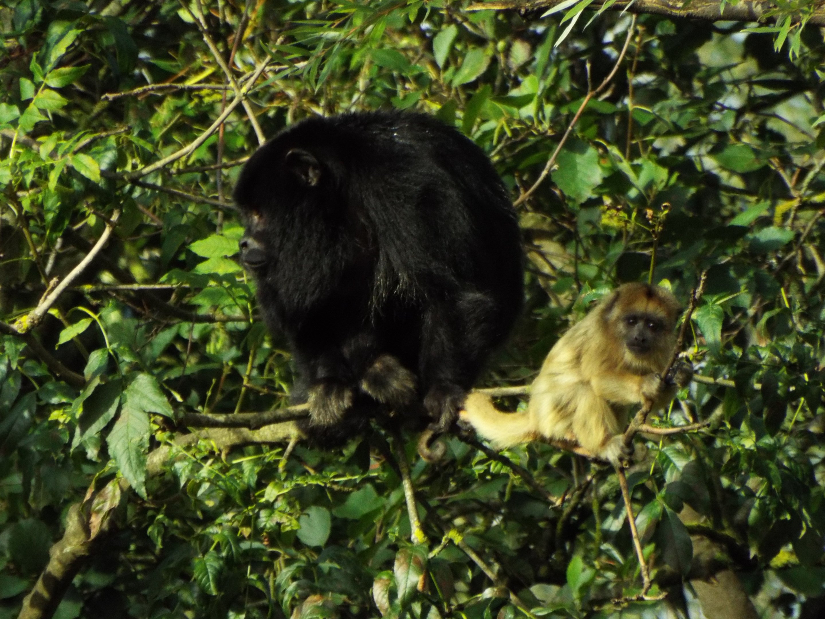 Howler Monkey and young