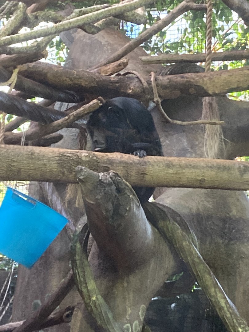 Howler Monkey at Beardsley Zoo 12/5/21