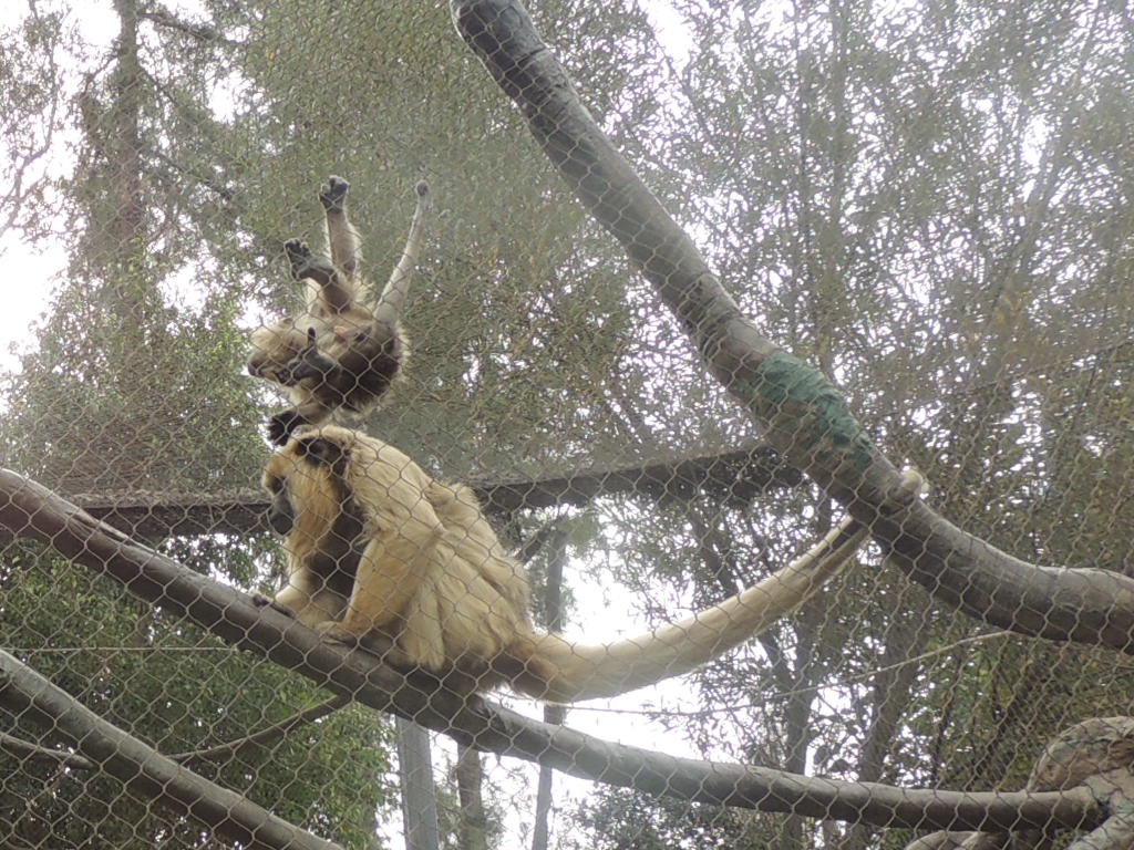 Howler Monkey Baby (3)