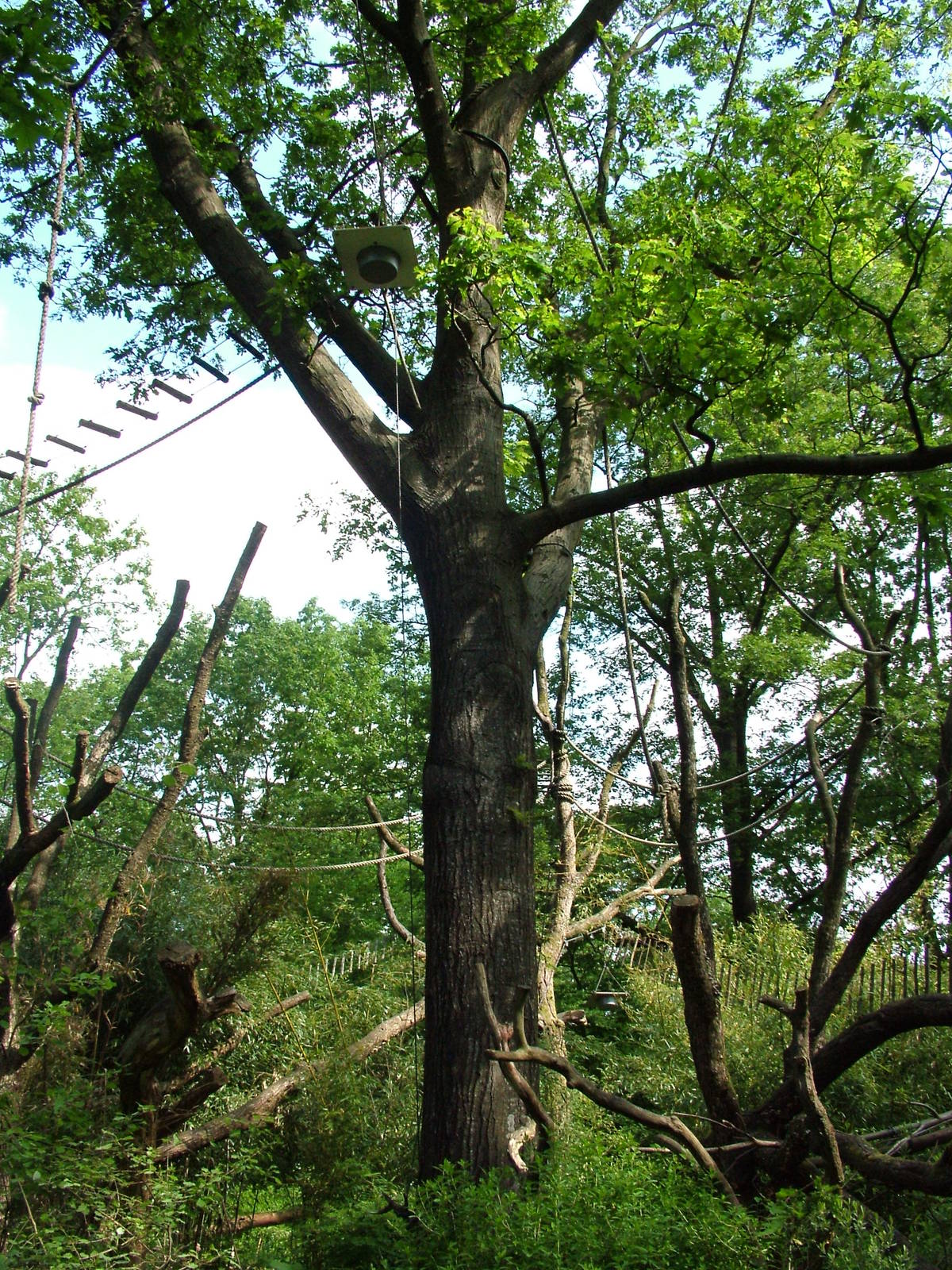 Howler Monkey Enclosure at Apenheul, 30/05/12