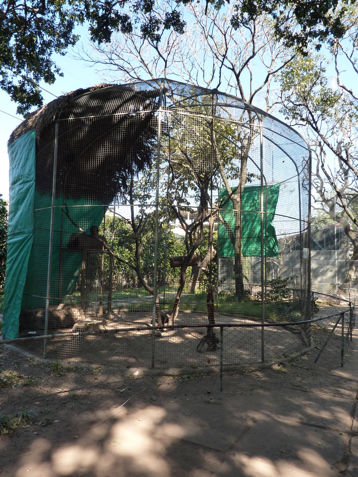 Howler monkey enclosure