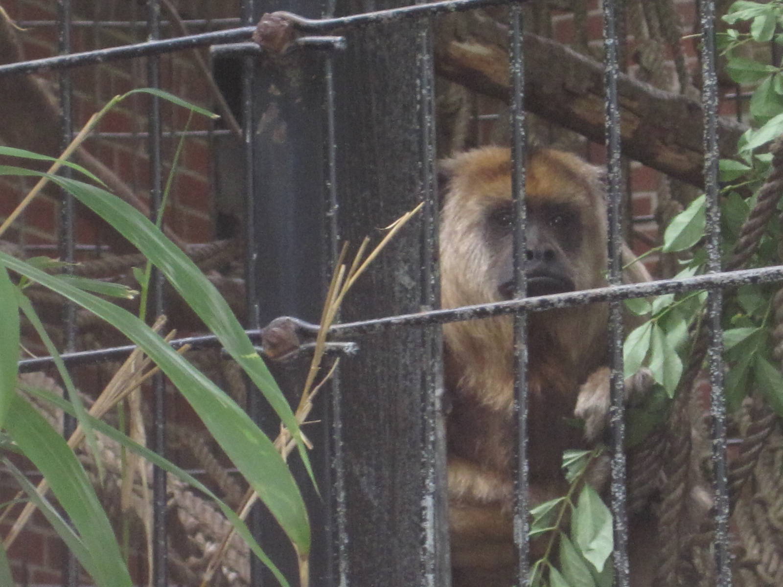 Howler Monkey Enrichment