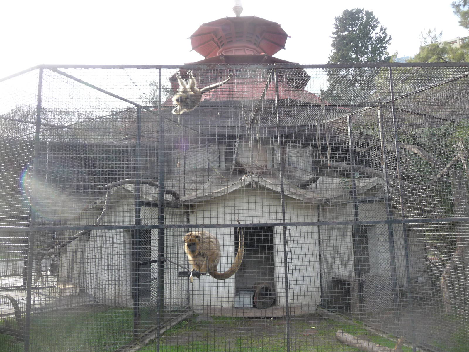 howler monkey exhibit buenos aires zoo