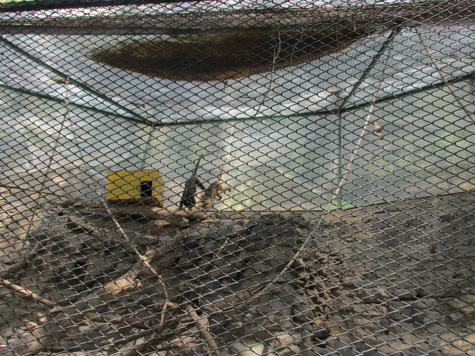 howler monkey exhibit mendoza zoo