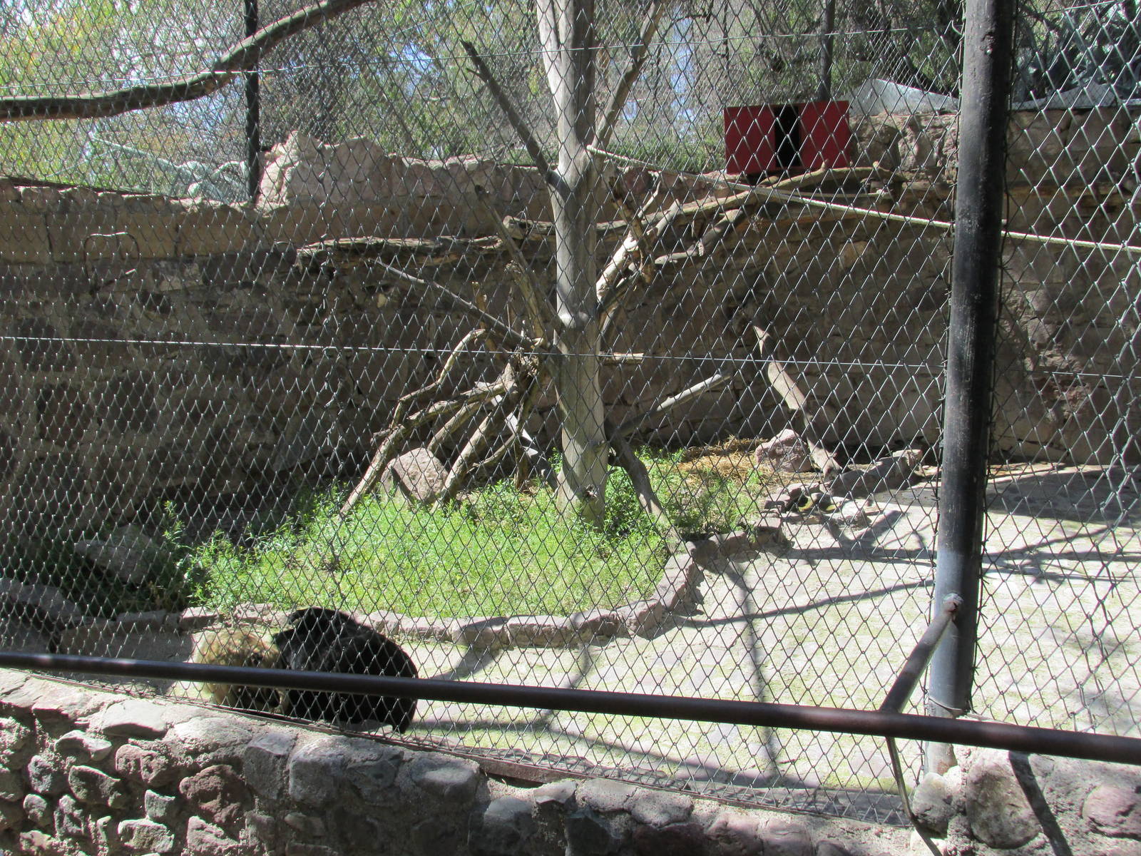 howler monkey exhibit mendoza zoo