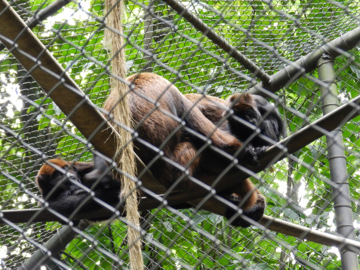 Howler monkey family - Belo Horizonte zoo