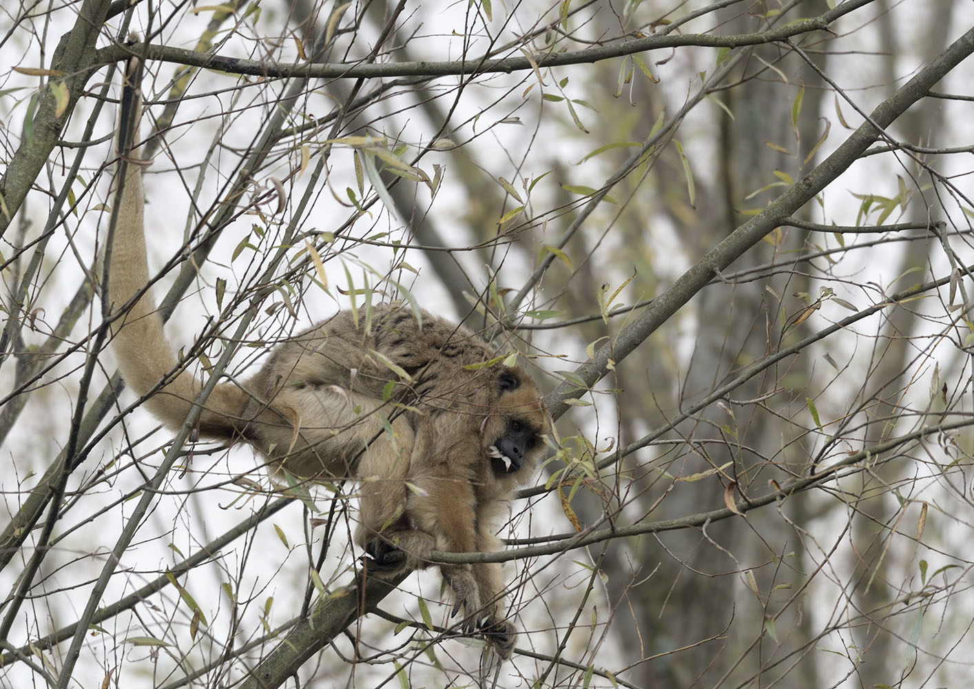 Howler monkey feeding