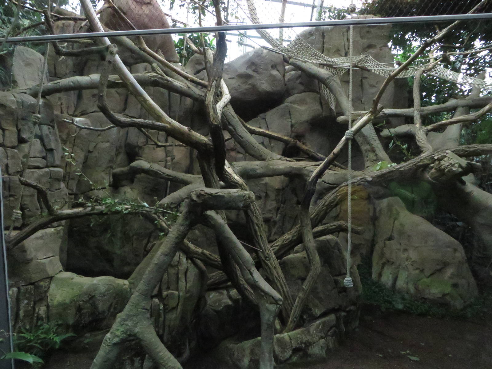 Howler monkey indoors