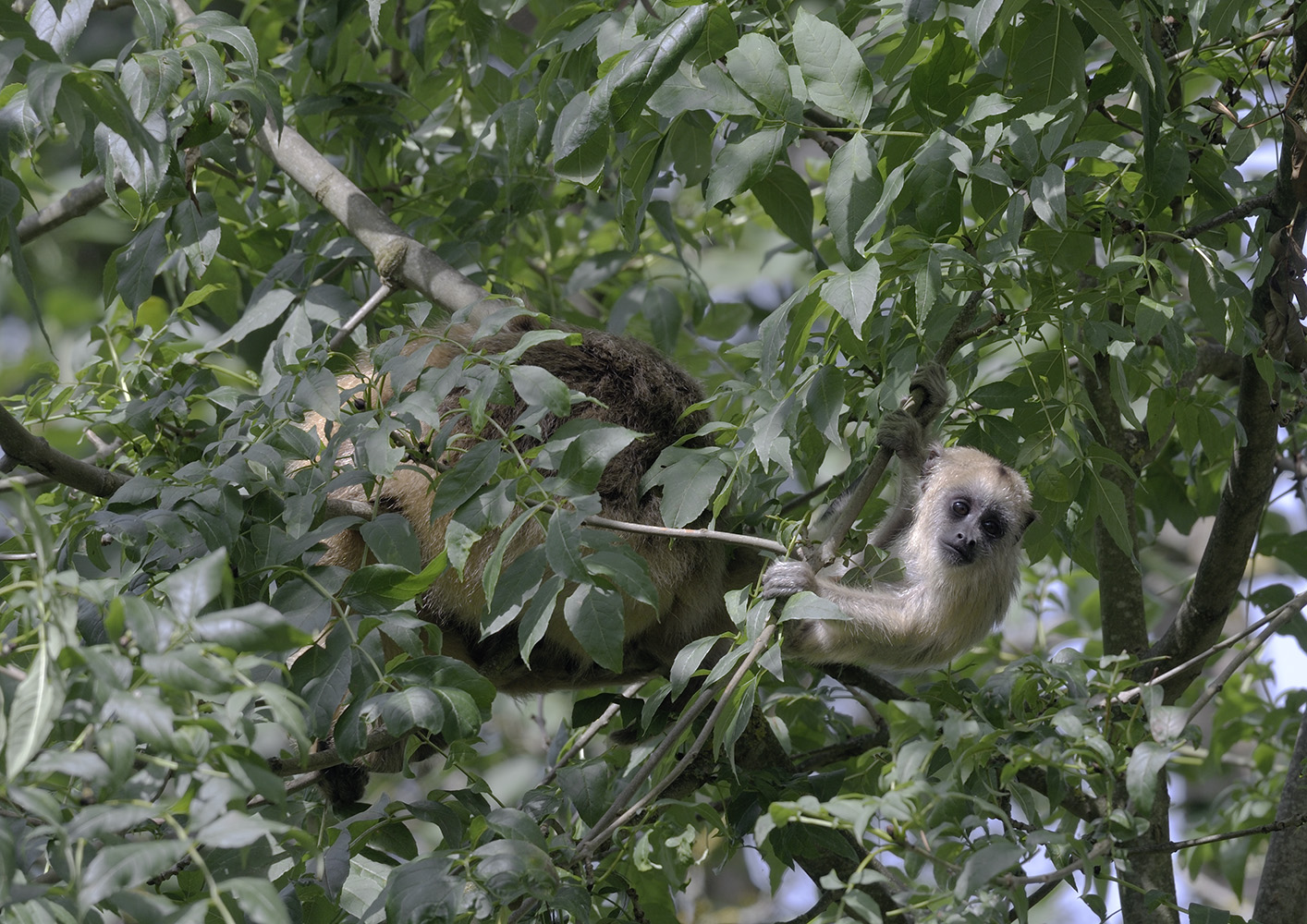 Howler monkey infant climbing independently