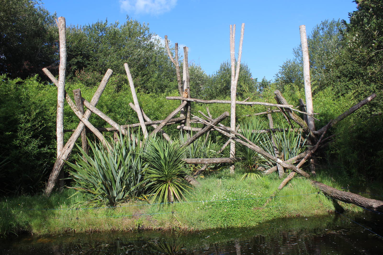Howler Monkey island, July 2016
