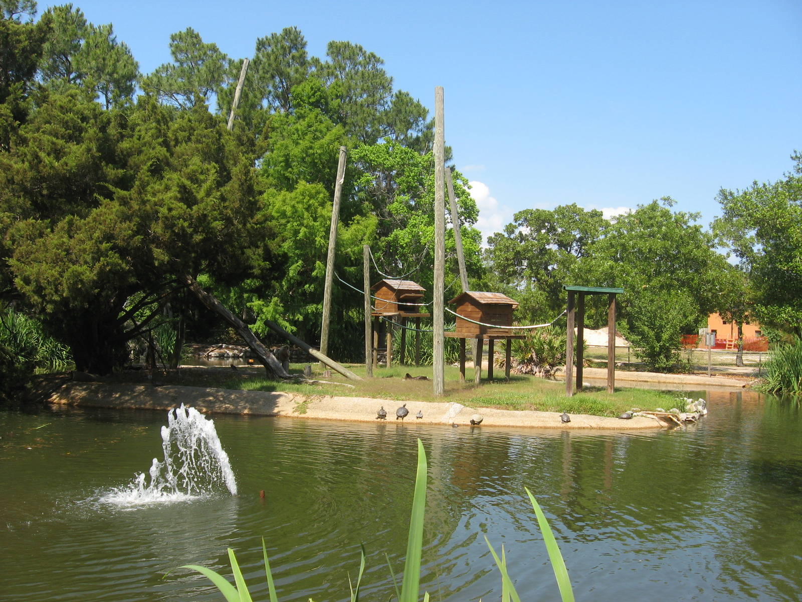 Howler monkey island