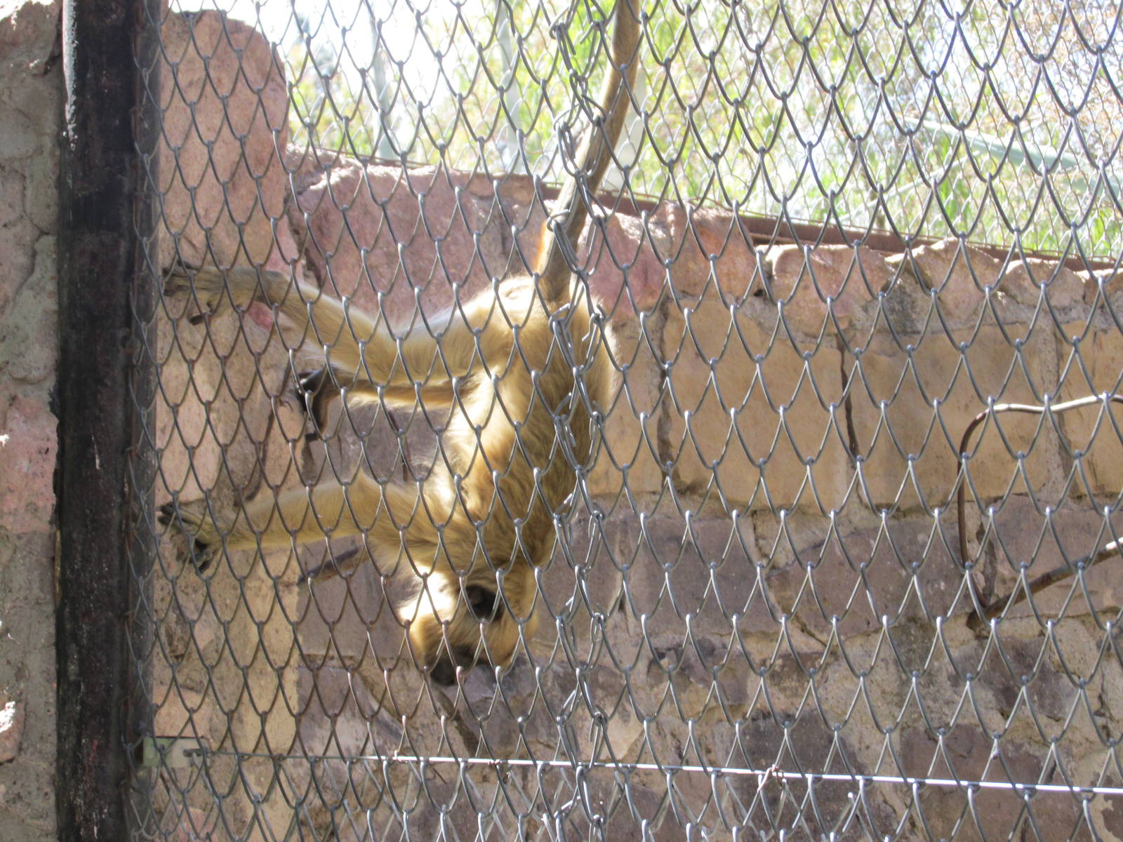 howler monkey mendoza zoo