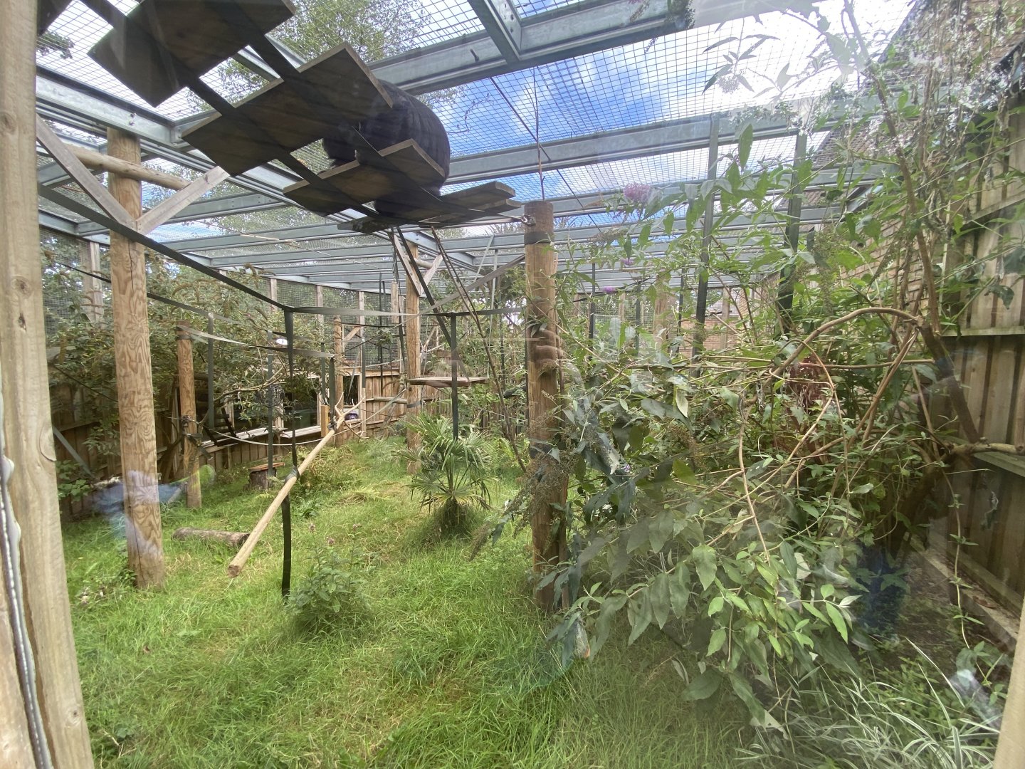 Howler monkey outdoor enclosure