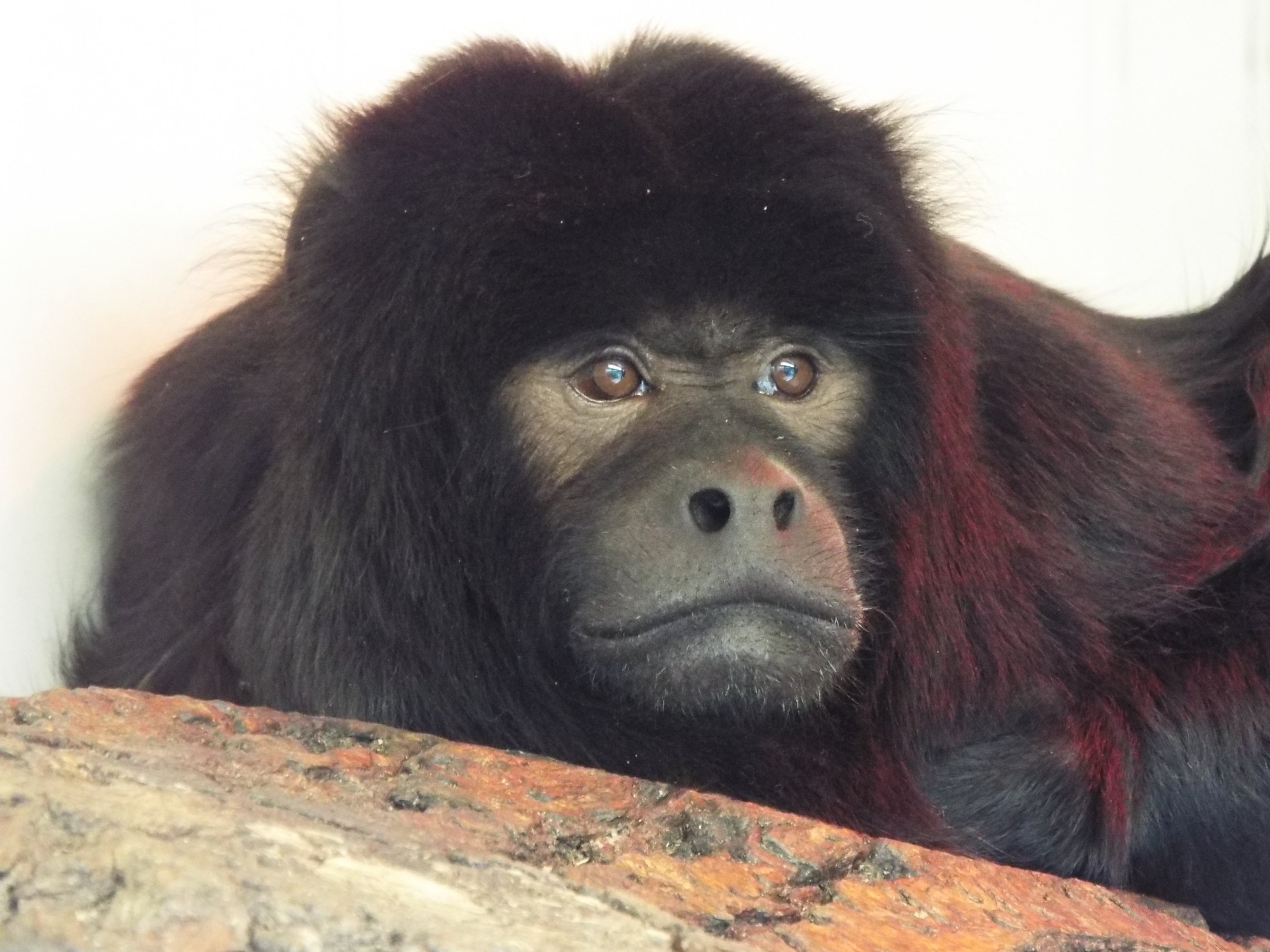 Howler Monkey, Twycross Zoo