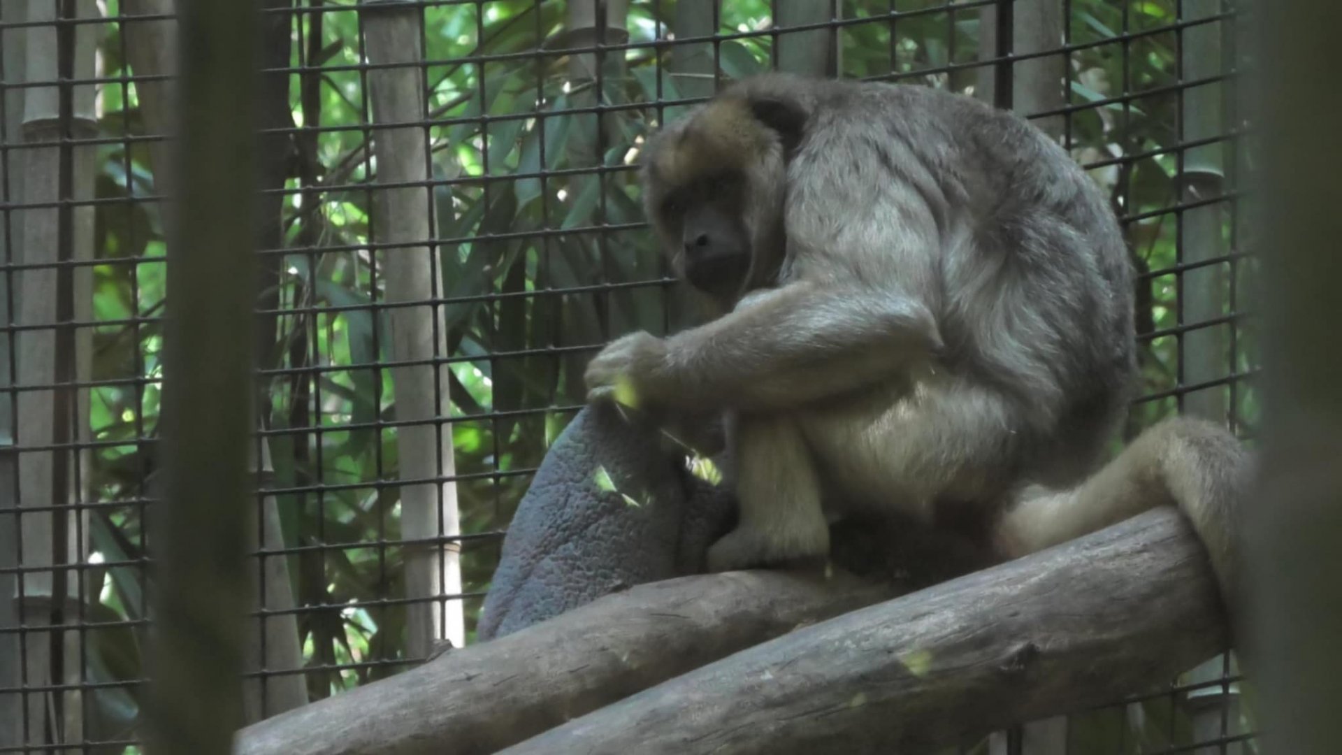 Howler monkey with a rug