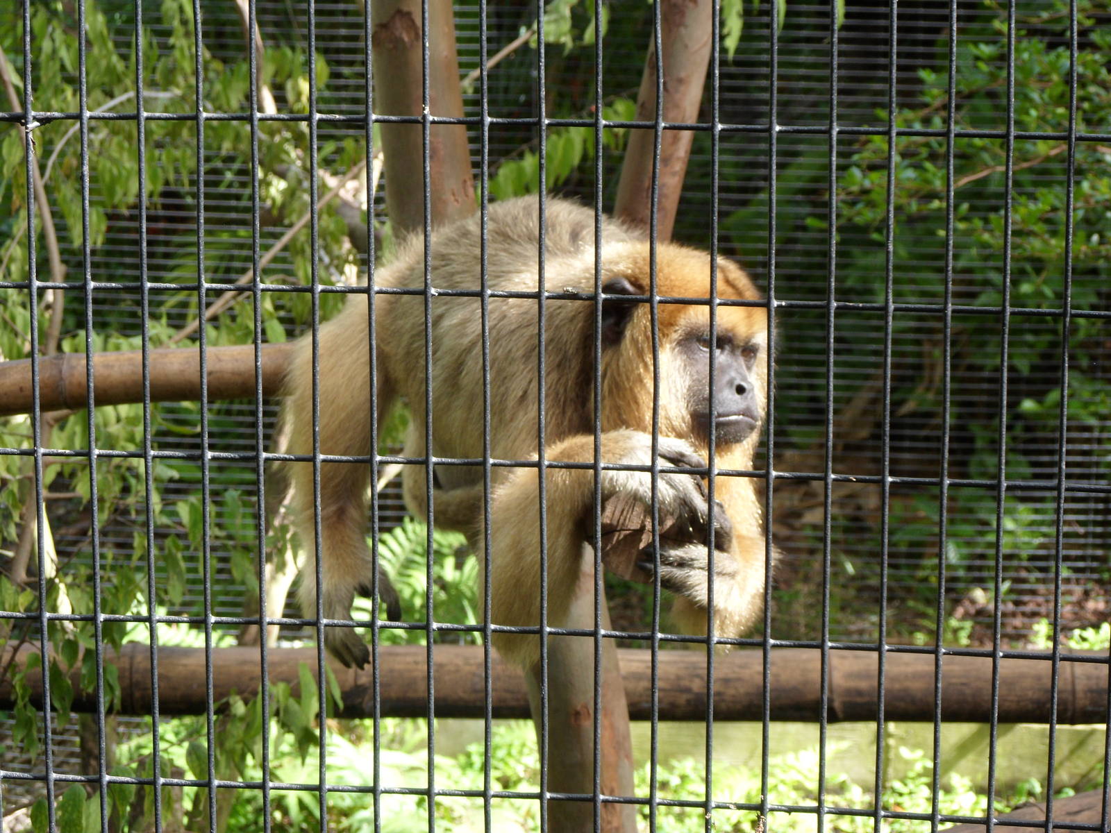 Howler Monkey