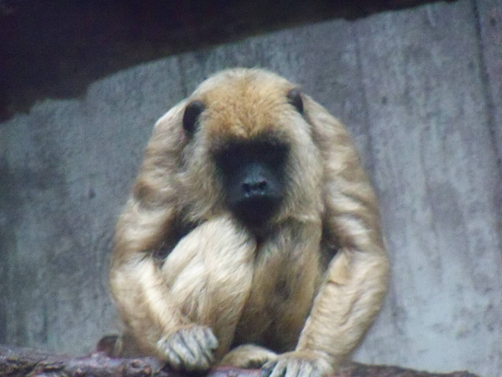 Howler Monkey