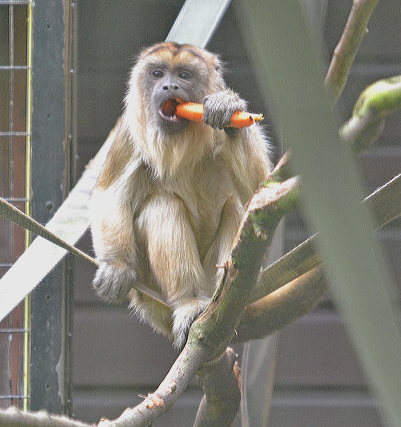 Howler Monkey
