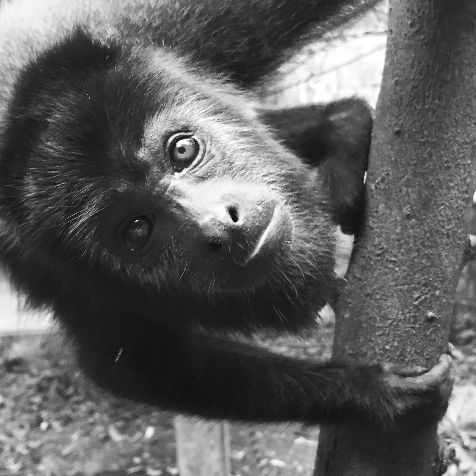 Howler Monkey