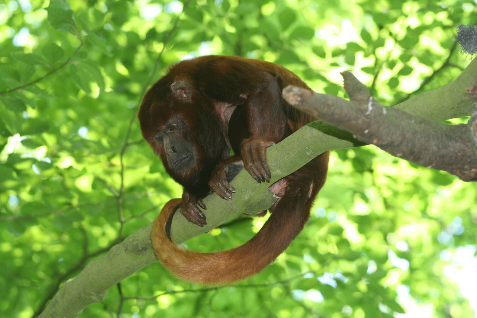 Howler Monkey