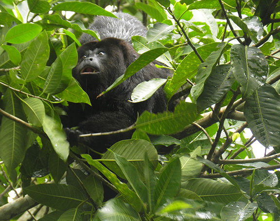 Howler Monkey