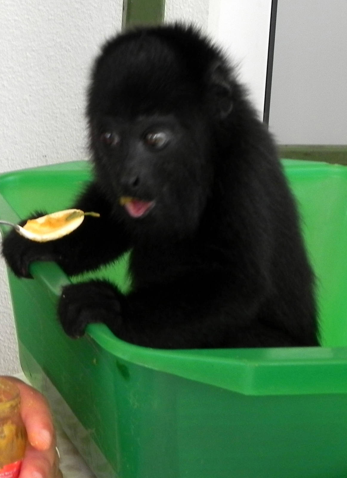 Howler Monkey