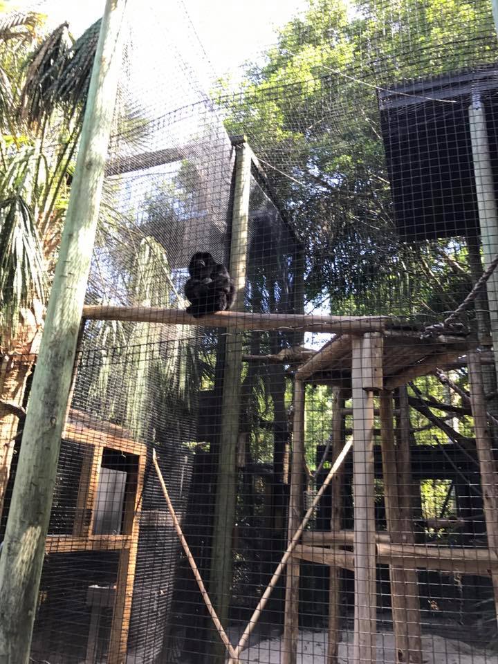Howler Monkey