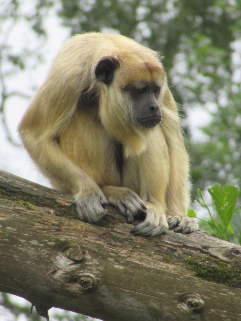 Howler monkey