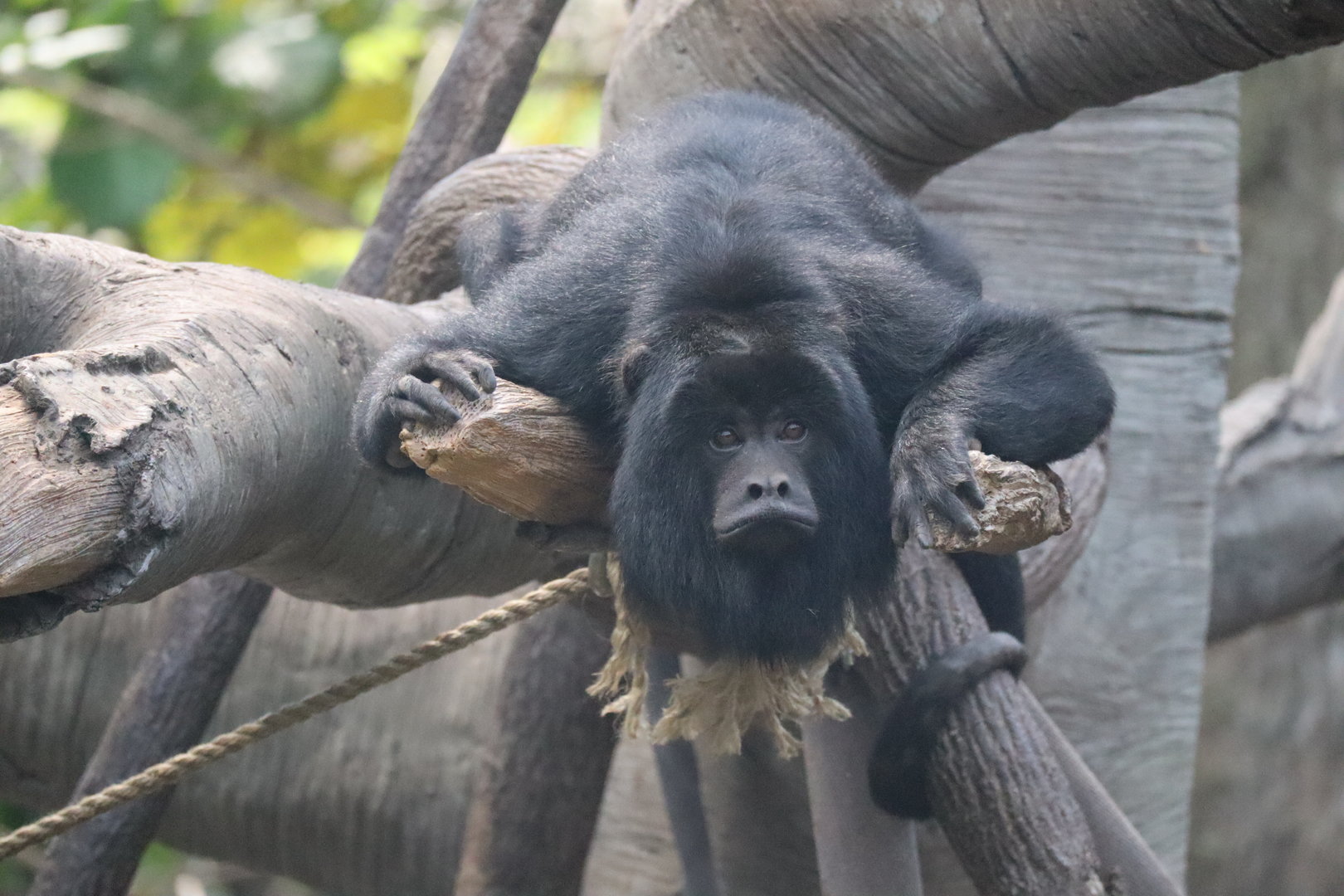 Howler Monkey