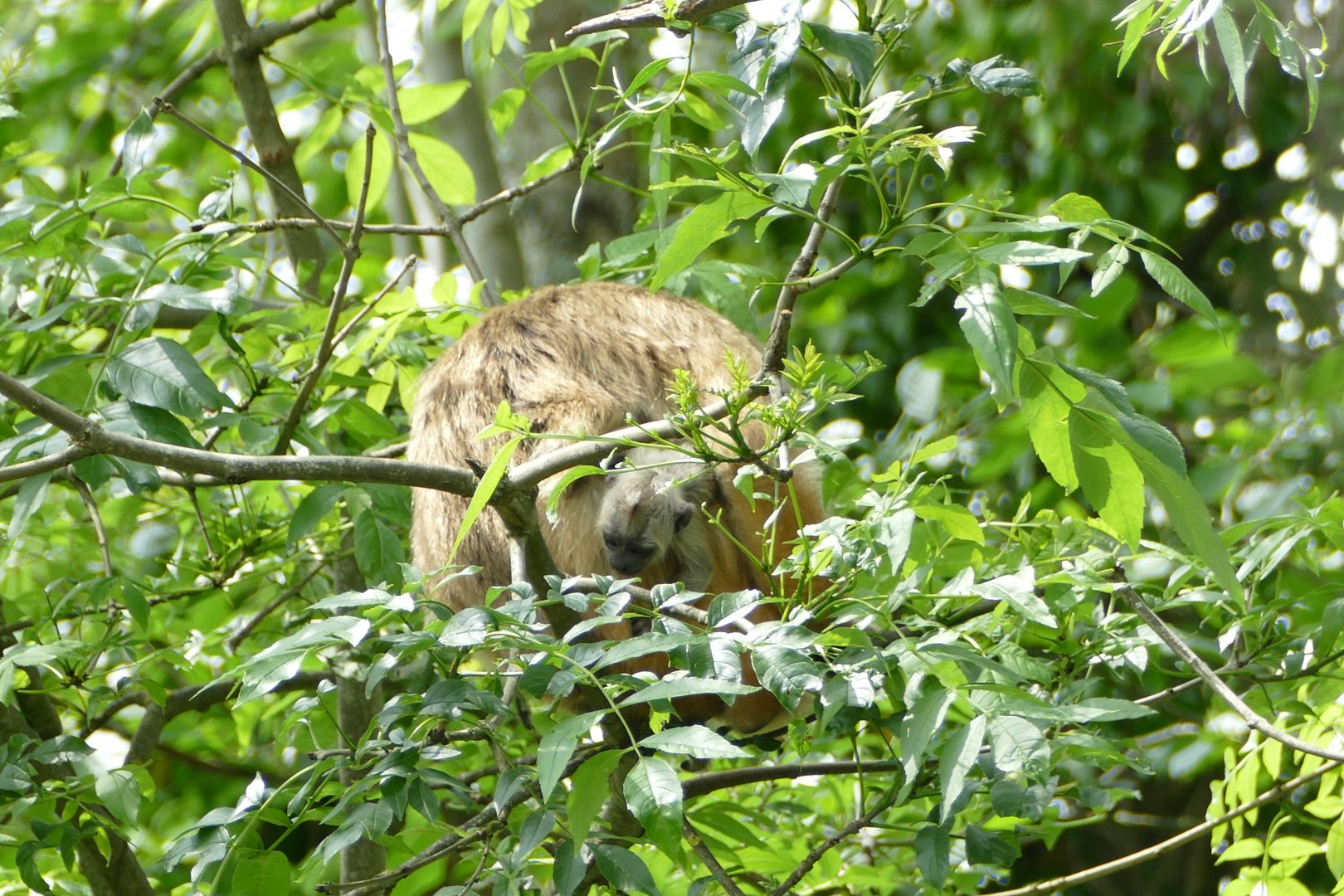 Howler Monkeys, 13 June 2018