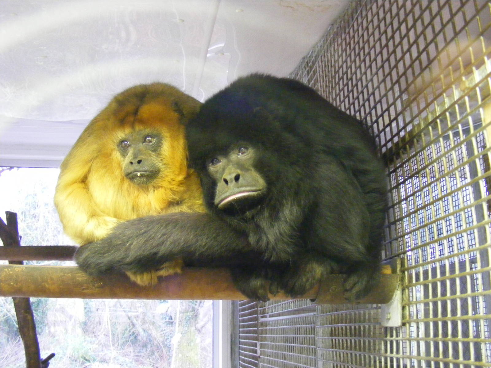 Howler monkeys at Paignton Zoo, 31 December 2010