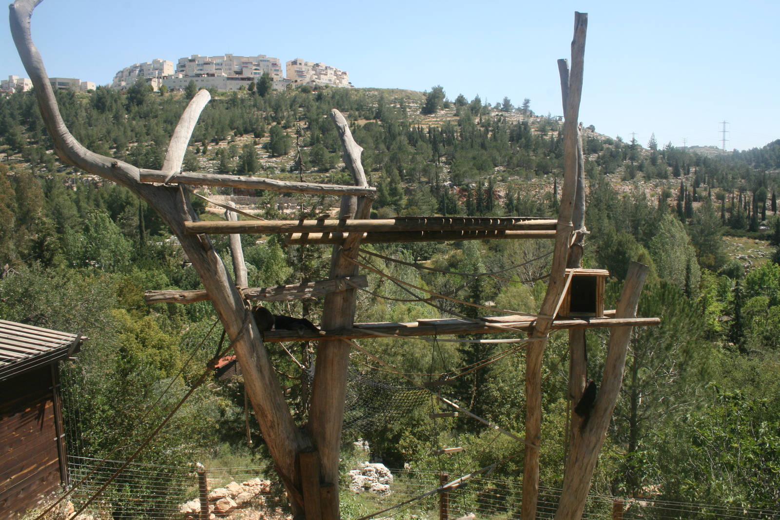 howler monkeys exhibit