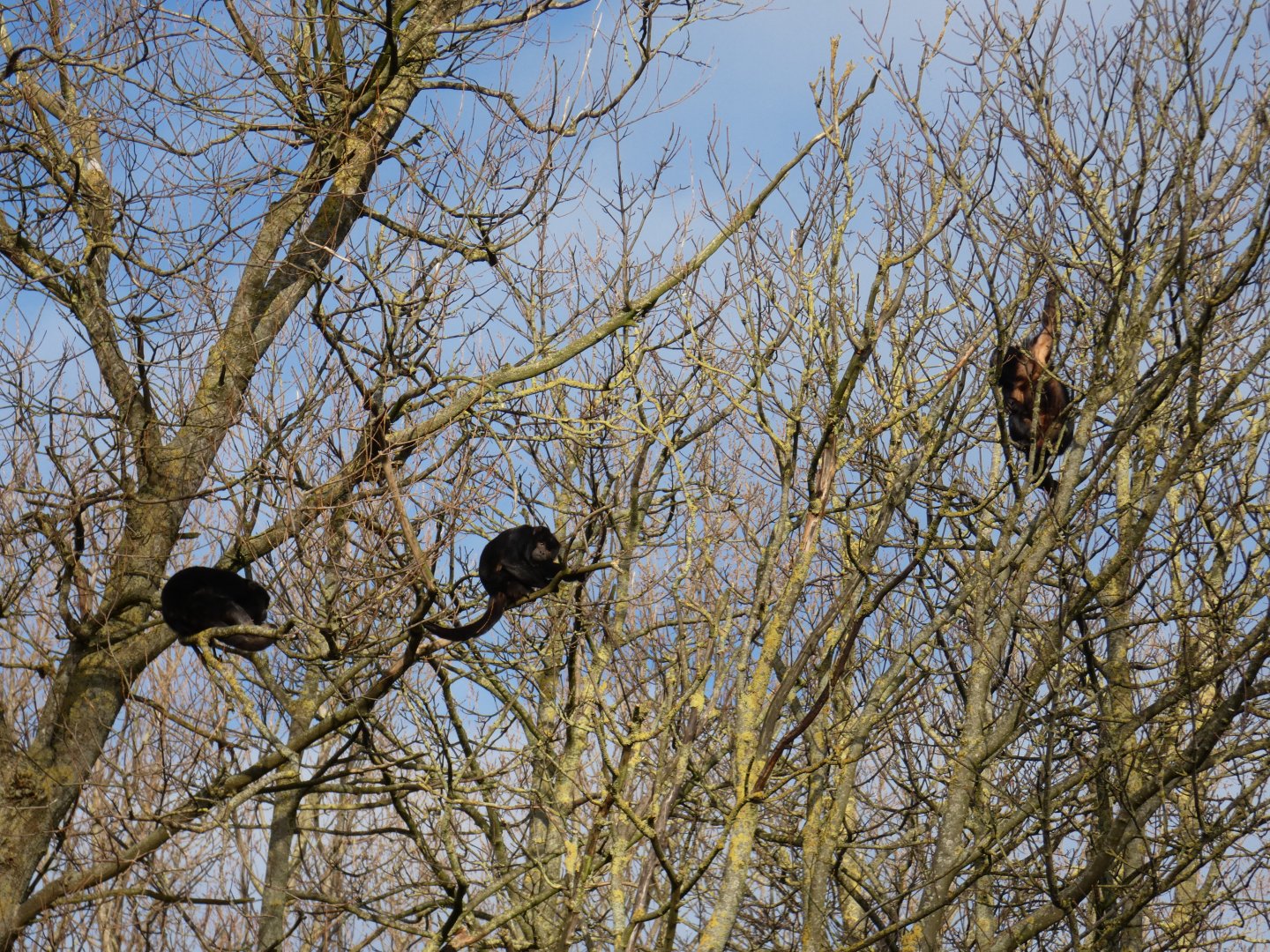 Howler monkeys in the tree