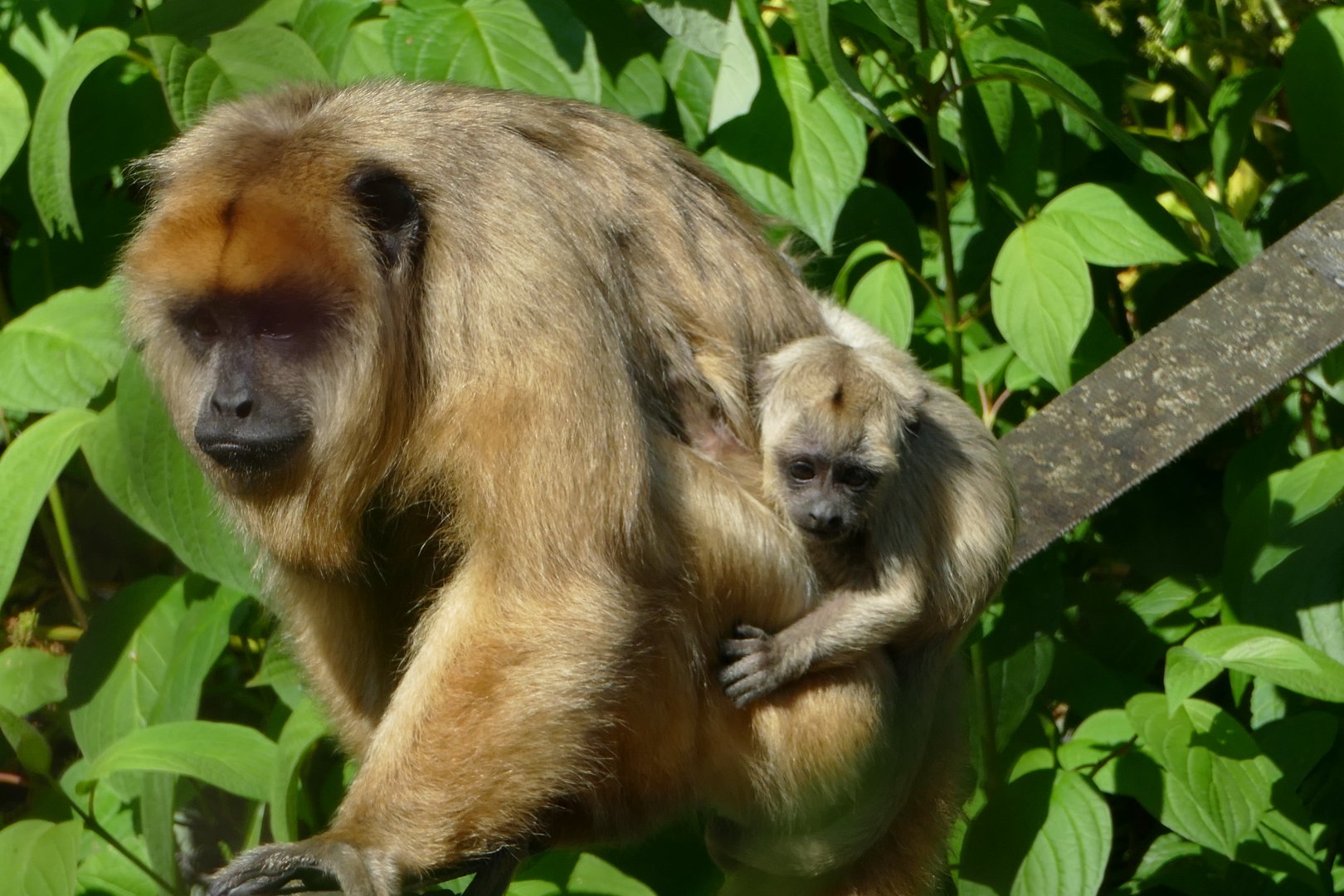 Howler monkeys, July 2018