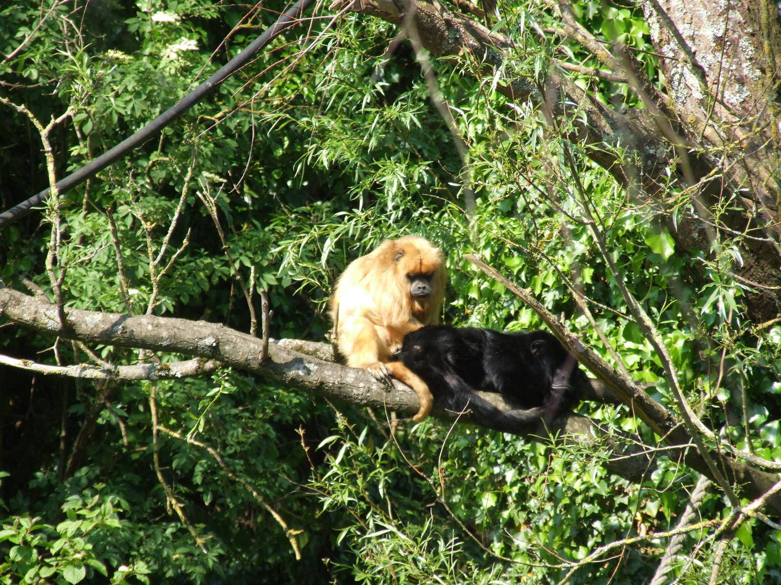 Howler Monkeys